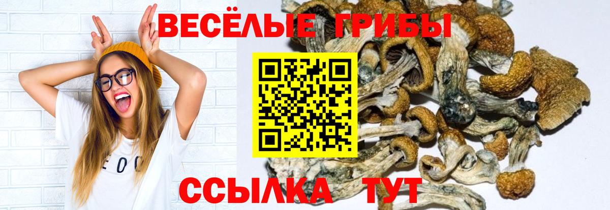Галлюциногенные грибы Psilocybine cubensis Рассказово